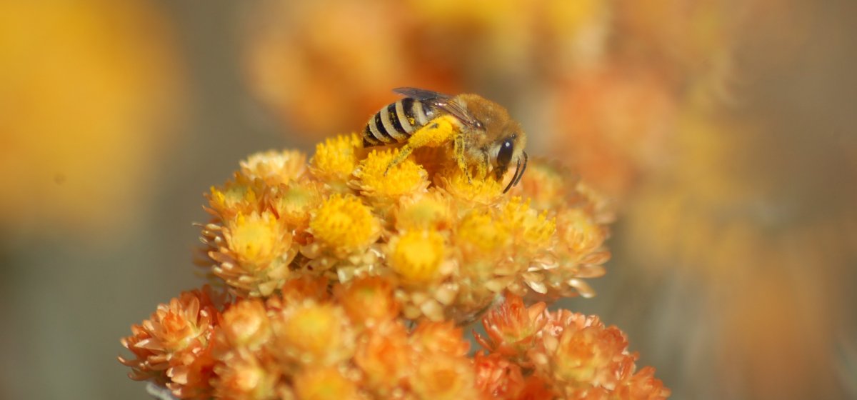 Wildbiene auf einer Sandstrohblume, Foto: Volker Brandt