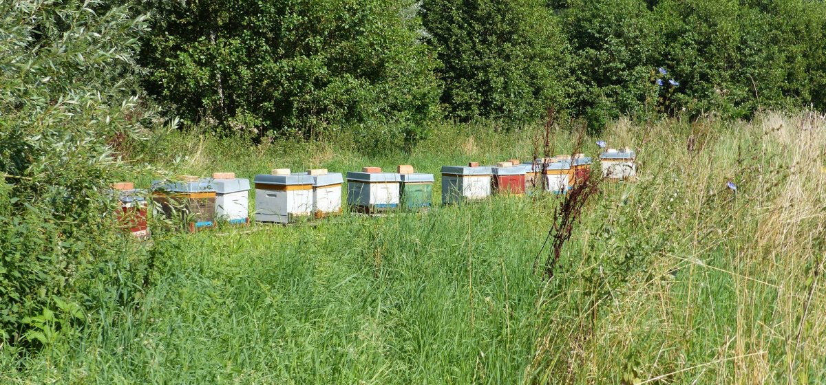 Bienenbeuten bei Cambs, Foto: Anja Hansen