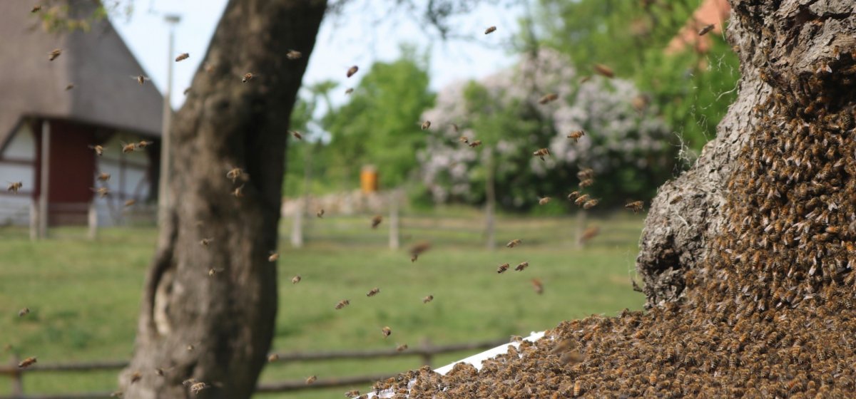Einzug eines Bienenvolkes, Foto: Volker Janke