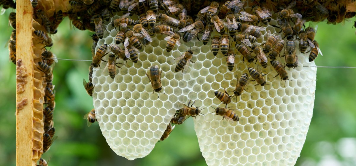 Päzisionsarbeit von Honigbienen, Foto: Volker Janke