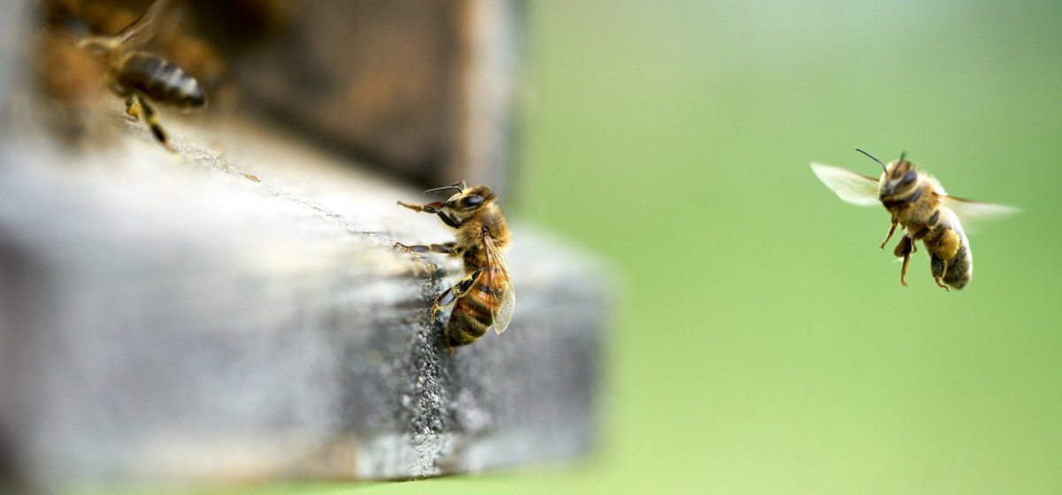 Honigbienen am Flugloch, Foto: Volker Janke
