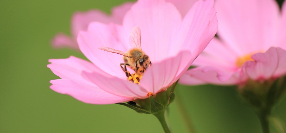 Bienennahrung im Garten. Foto: Jutta Ohrem