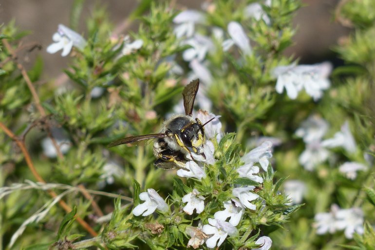 Wildbiene bei der Arbeit, Foto: V.Brandt