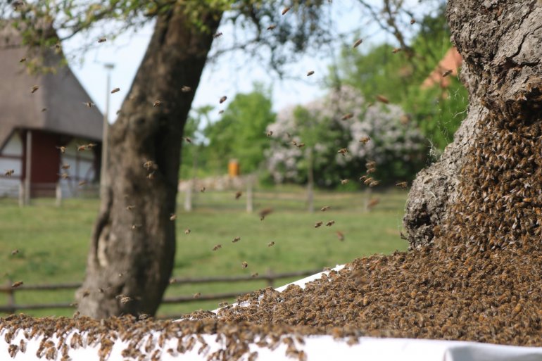 Einzug eines Bienenvolkes, Foto: Volker Janke