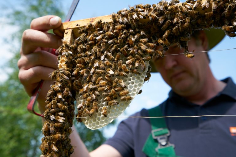 Eine Bienenwabe entsteht, Foto: V. Janke