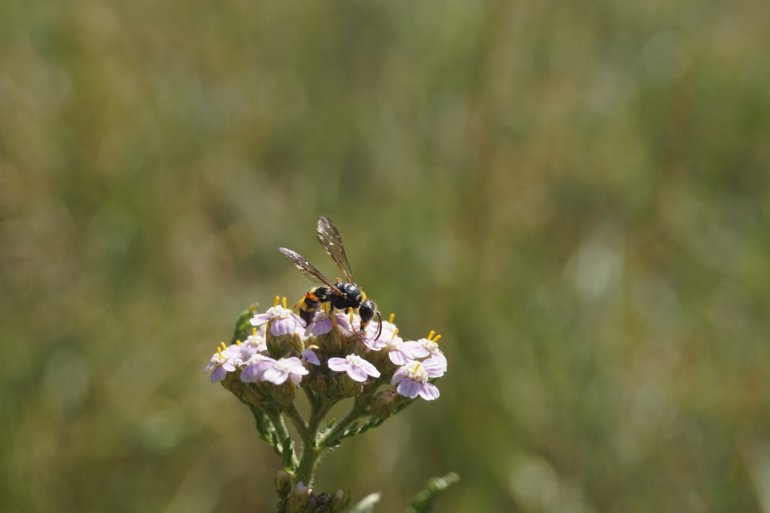 Grabwespe auf dem Blütenstand einer Schafgarbe, Foto: A. Hansen