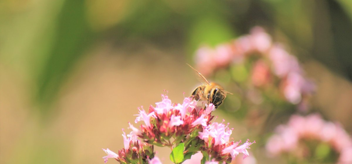 Biene bei der Arbeit. Foto: Jutta Ohrem